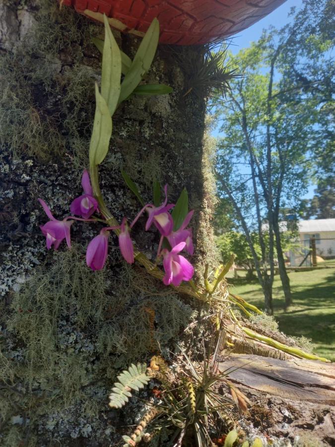 Sitio Cabanas Da Lu Canela Kültér fotó